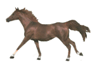 cantering horse